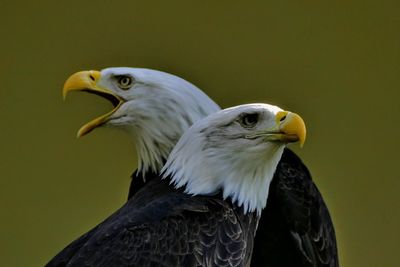 Close-up of bald eagles against green background