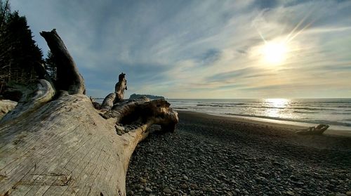 Driftwood on beach against sky during sunset