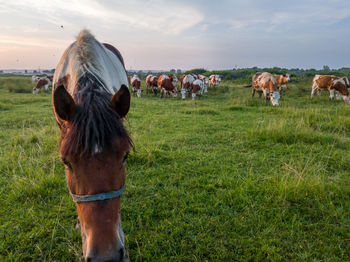 Horse standing on field against sky