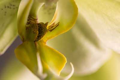 Macro shot of white flower