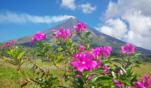 Close-up of pink flowering plants against sky