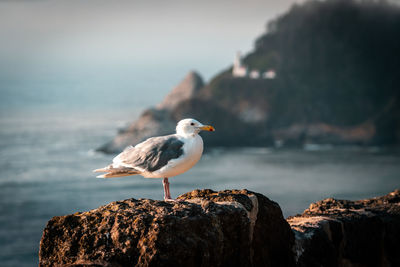 A seagull at the oregon coast.