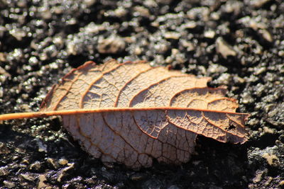 Close-up of dry leaf on land