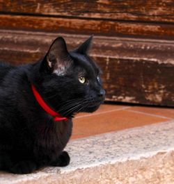 Close-up of a cat looking away