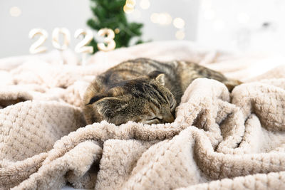 Close-up of cat sleeping on bed