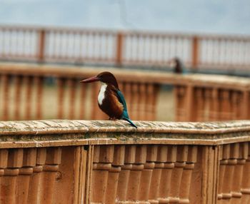 Bird perching on railing