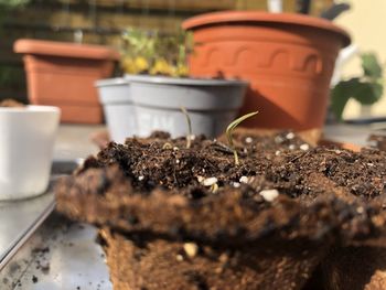 Close-up of potted plant on table