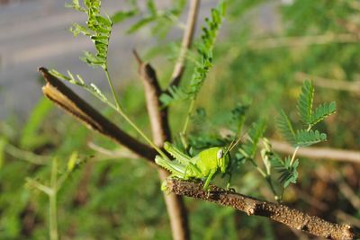 Close-up of insect on leaves