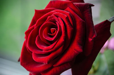 Close-up of red rose