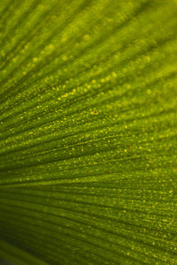 Full frame shot of green leaf