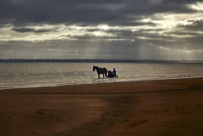 Horse race in normandie