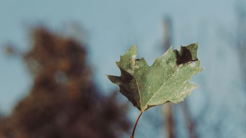 Close-up of dried leaf