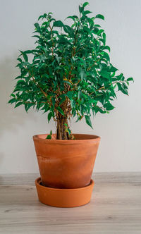 Close-up of potted plant on table against wall