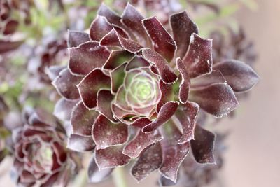 Close-up of succulent plant