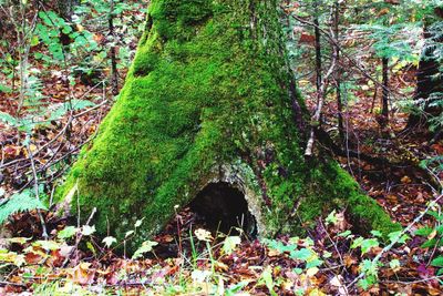 Close-up of tree trunk in forest