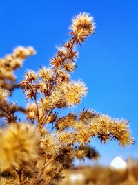 Low angle view of flower tree against sky