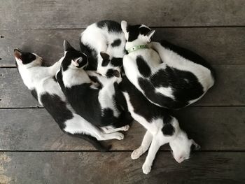 High angle view of two cats on floor