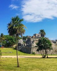 Palm trees on field against sky