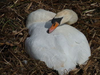 High angle view of swan in nest on field