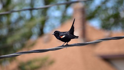 Close-up of a bird flying