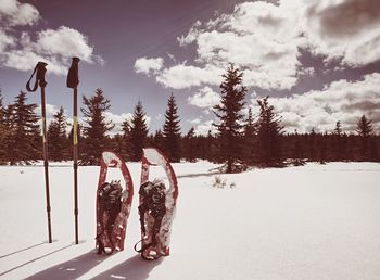 Winter equipment for trek - snowshoes and trekking poles. powder snow and sunny day. winter trail