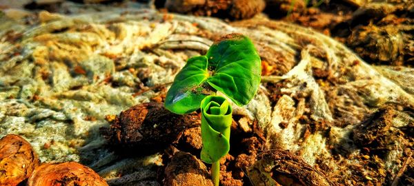 Close-up of plant growing on field