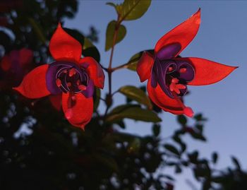 Close-up of red flowering plant against sky