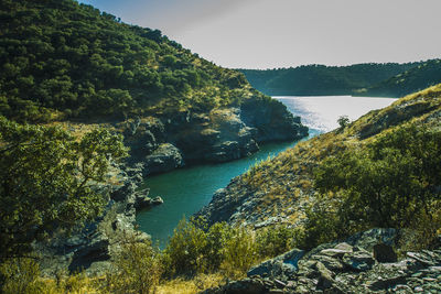 Scenic view of river with trees in background