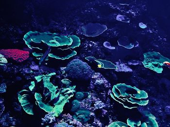 Close-up of jellyfish swimming in sea