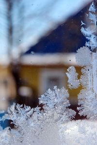 Close-up of snow covered tree by window