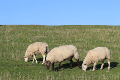 Sheep grazing in field against clear sky