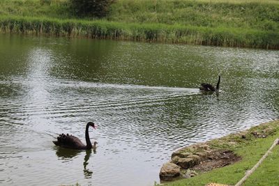 Ducks swimming in lake