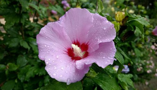 Close-up of pink flowers