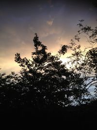 Low angle view of trees against sky