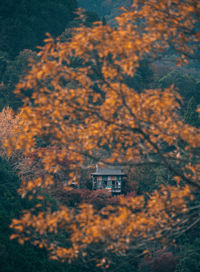 Trees and houses in forest during autumn