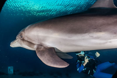 Close-up of fish swimming in sea