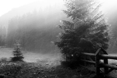 Trees on landscape