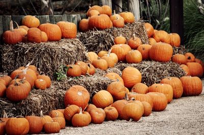 Pumpkins in market