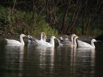Birds on calm lake