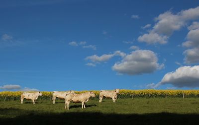 Cattle standing on field against sky