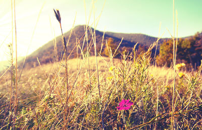 Plants growing on grassy field