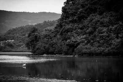 Scenic view of lake in forest