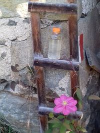 Close-up of flowers against built structure