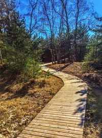 Empty footpath amidst trees in forest