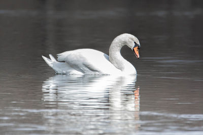 Swan swimming in lake