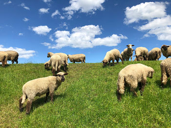 View of sheep grazing on field