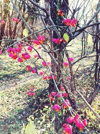 Close-up of pink flowers growing on tree