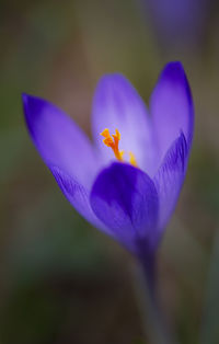 Close-up of purple crocus blooming outdoors