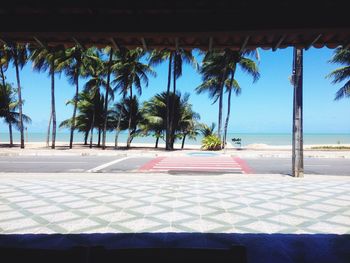 Palm trees on beach