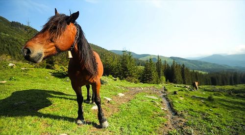 View of horse on field against sky